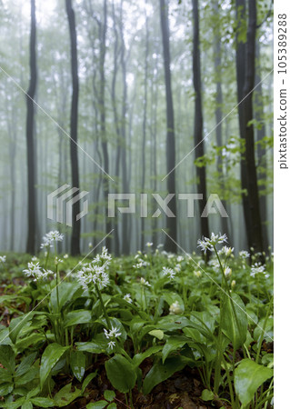 bears garlic, spring beech forest in White Carpathians, Southern Moravia, Czech Republic bears garlic, spring beech forest in White Carpathians, Southern Moravia, Czech Republic 105389288