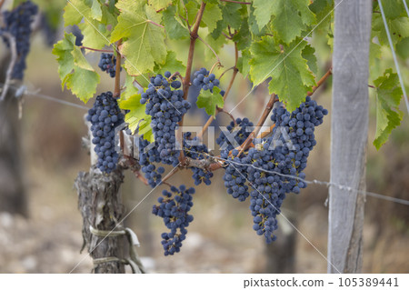 Cabernet Sauvignon grapes to produce highest quality wines in Bordeaux, France Cabernet Sauvignon grapes to produce highest quality wines in Bordeaux, France 105389441