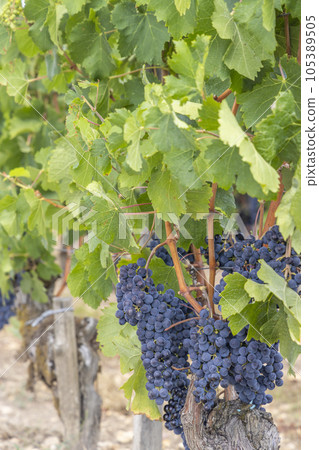 Typical vineyards near Pomerol, Aquitaine, France 105389505