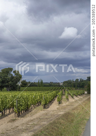 Typical vineyards near Pomerol, Aquitaine, France 105389512