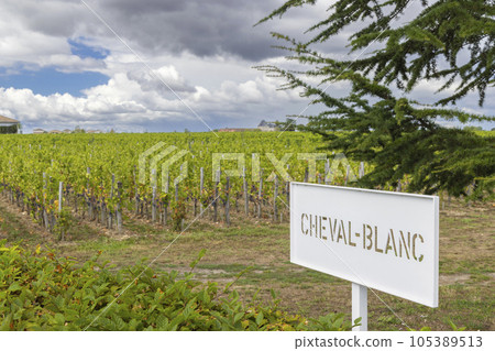 Typical vineyards (1er Grand Cru Classe A) near Chateau Cheval Blanc, Saint-Emilion, Aquitaine, France 105389513