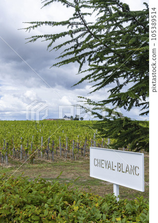 Typical vineyards (1er Grand Cru Classe A) near Chateau Cheval Blanc, Saint-Emilion, Aquitaine, France 105389514