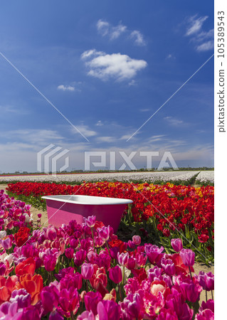 Field of tulips with pink bathtub near Keukenhof, The Netherlands 105389543