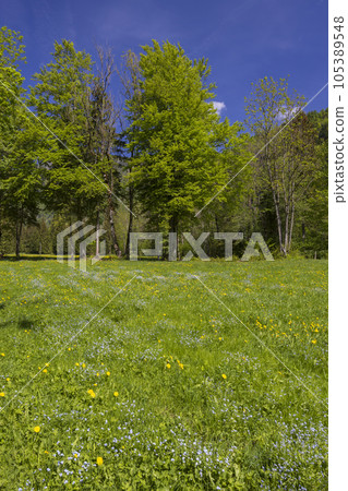 Spring flower in Triglavski national park, Slovenia 105389548