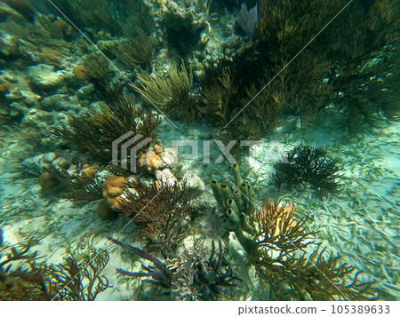 Beautifiul underwater colorful coral reefs 105389633
