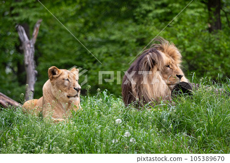 Katanga Lion or Southwest African Lion, panthera leo bleyenberghi. African lion and lioness in the grass. Katanga Lion or Southwest African Lion, panthera leo bleyenberghi. African lion and lioness in the grass. 105389670