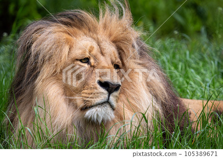Katanga Lion or Southwest African Lion, panthera leo bleyenberghi. African lion in the grass. 105389671