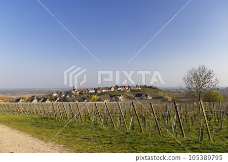 Vineyard with Zellenbergr, Alsace, France 105389795