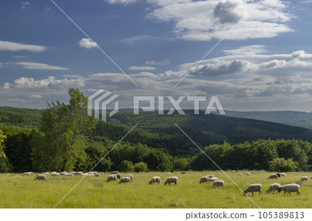 Landscape with white sheep in White Carpathians, Czech Republic 105389813