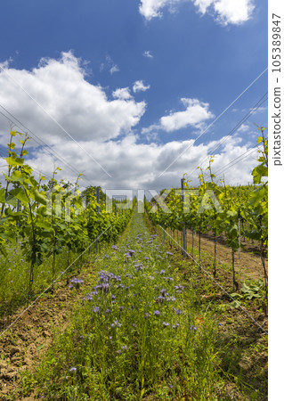 Vineyards with flovers near Cejkovice, Southern Moravia, Czech Republic 105389847