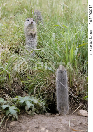Ground squirrel colony (Syslovisko Biele vody), National park Muranska Planina, Slovakia Ground squirrel colony (Syslovisko Biele vody), National park Muranska Planina, Slovakia 105390015