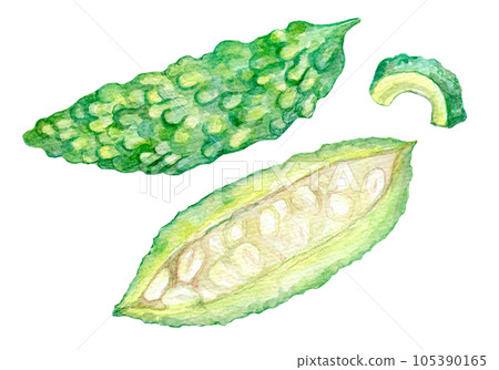 Goya bitter gourd watercolor illustration 105390165