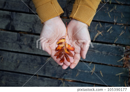 Red and yellow leaf in hands Red and yellow leaf in hands 105390177