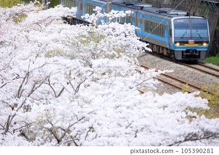 春天的道山線特快“南浦”（JR四國2000系列） 105390281
