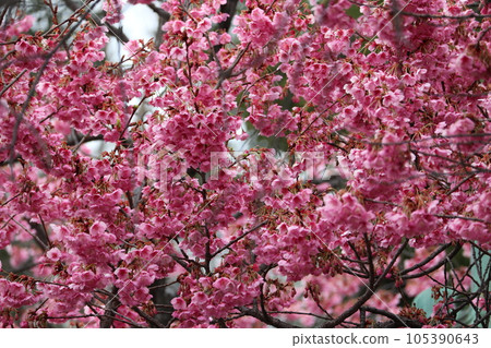 Cherry blossoms 105390643