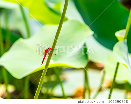 A summer tradition Red dragonfly perched on a lotus stem 105390838