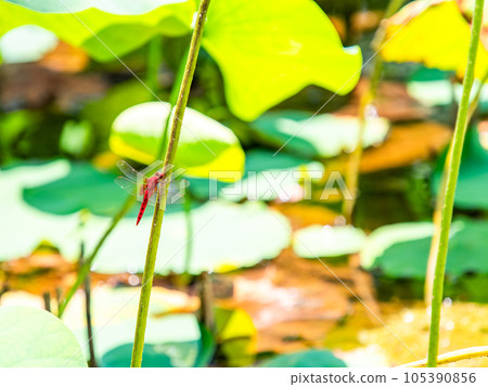 A summer tradition Red dragonfly perched on a lotus stem 105390856