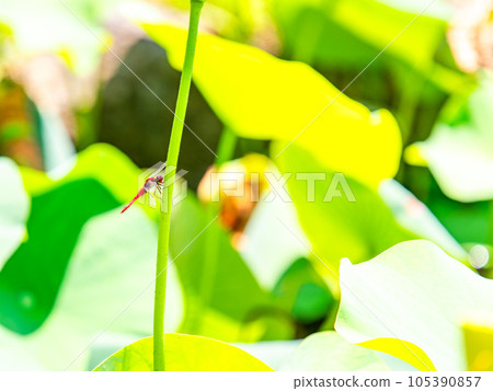 A summer tradition Red dragonfly perched on a lotus stem A summer tradition Red dragonfly perched on a lotus stem 105390857
