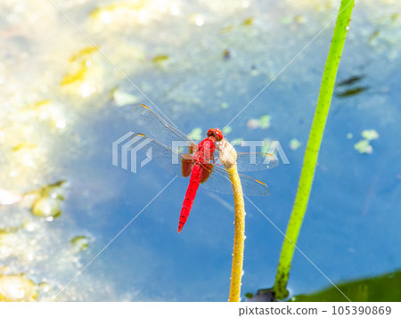 夏季傳統紅蜻蜓棲息在荷花蕾上 105390869