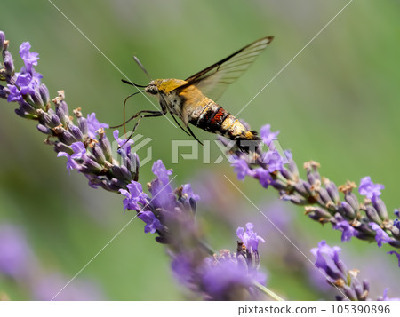 Cephonodes海拉斯 105390896