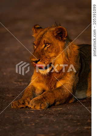 Close-up of young male lion licking lips Close-up of young male lion licking lips 105391099