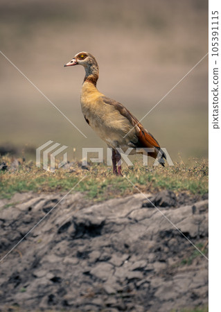 Egyptian goose stands on riverbank in profile 105391115