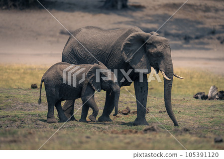 Female African elephant and calf cross floodplain Female African elephant and calf cross floodplain 105391120