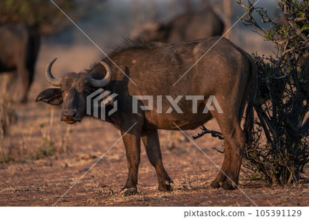 Female Cape buffalo stands turning to camera 105391129