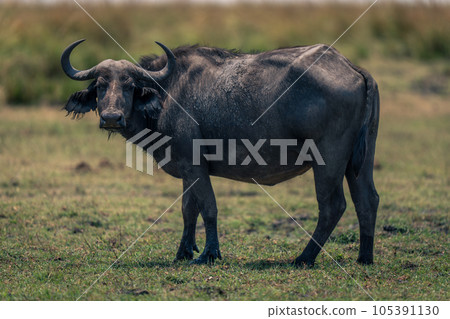 Female Cape buffalo stands turning toward camera 105391130