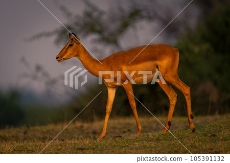 Female common impala walks across grassy plain Female common impala walks across grassy plain 105391132