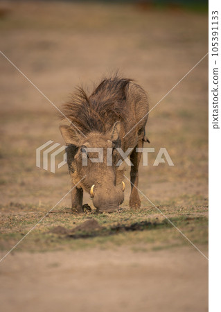 Female common warthog grazes on sandy ground 105391133
