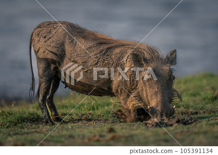Female common warthog kneels grazing on riverbank Female common warthog kneels grazing on riverbank 105391134
