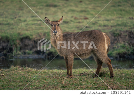 Female common waterbuck stands on grass riverbank 105391141