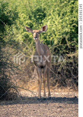 Female greater kudu stands by shady bush Female greater kudu stands by shady bush 105391145