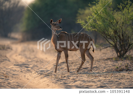 Female greater kudu stands on sandy road 105391148