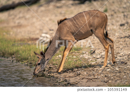 Female greater kudus stands drinking from river 105391149