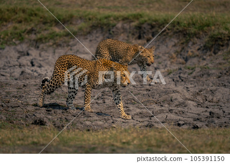 Female leopard and cub cross dry riverbed 105391150