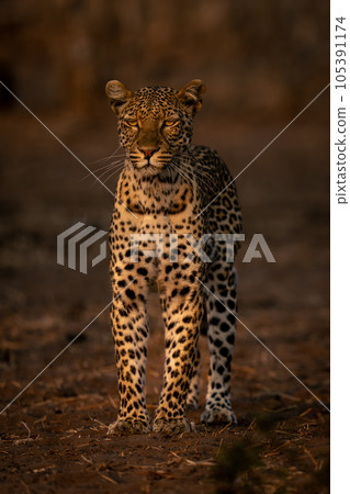 Female leopard stands on sand looking ahead Female leopard stands on sand looking ahead 105391174