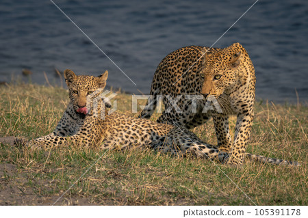 Female leopard steps past cub lying down Female leopard steps past cub lying down 105391178
