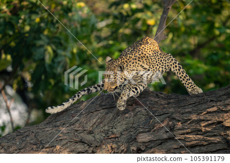 Female leopard turns round on tree trunk Female leopard turns round on tree trunk 105391179