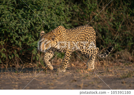 Female leopard walks past bushes lifting foot 105391180