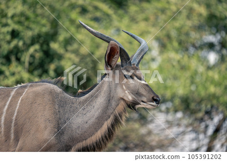 Close-up of young male greater kudu standing Close-up of young male greater kudu standing 105391202
