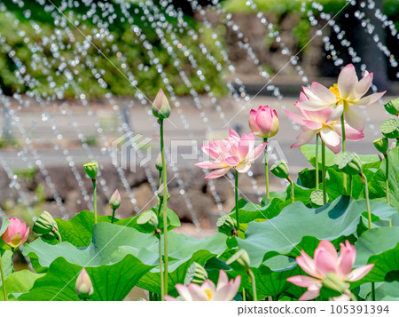 夏天的早晨風景美麗的蓮花和閃閃發光的圓點在早晨的陽光照射下 105391394