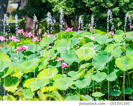 Summer morning scenery Beautiful lotus flowers and glittering polka dots illuminated by the morning sun Summer morning scenery Beautiful lotus flowers and glittering polka dots illuminated by the morning sun 105391395