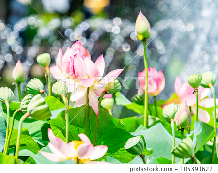 夏天的早晨風景美麗的蓮花和閃閃發光的圓點在早晨的陽光照射下 105391622
