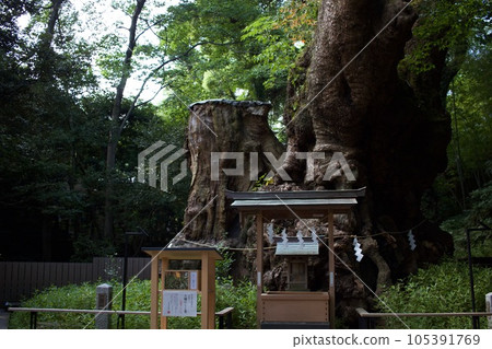 Kinomiya Shrine, a natural monument Okusu 105391769