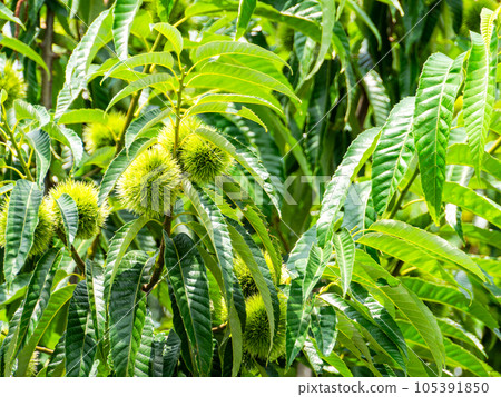 Scenery of early summer, chestnuts still green and juicy 105391850