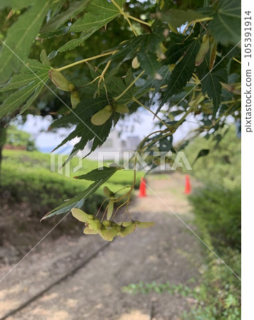 Momiji seeds Momiji seeds 105391914