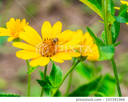 Beautiful flowers in early summer Yellow chrysanthemums and bees in full bloom 105391966