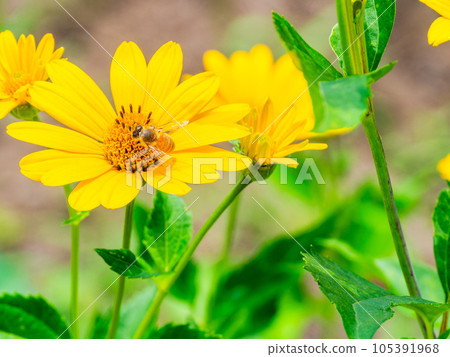 Beautiful flowers in early summer Yellow chrysanthemums and bees in full bloom Beautiful flowers in early summer Yellow chrysanthemums and bees in full bloom 105391968